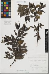 Foto von Salix mielichhoferi Saut.